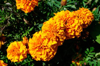 Büyük bir turuncu taçkafalar grubu ya da güneşli bir yaz bahçesindeki bahçedeki Afrika kadife çiçekleri. Yumuşak odaklı desenli çiçek arkaplanı.