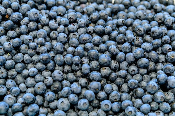 Large Group Many Fresh Organic Blueberries Available Sale Central Market — Stock Photo, Image