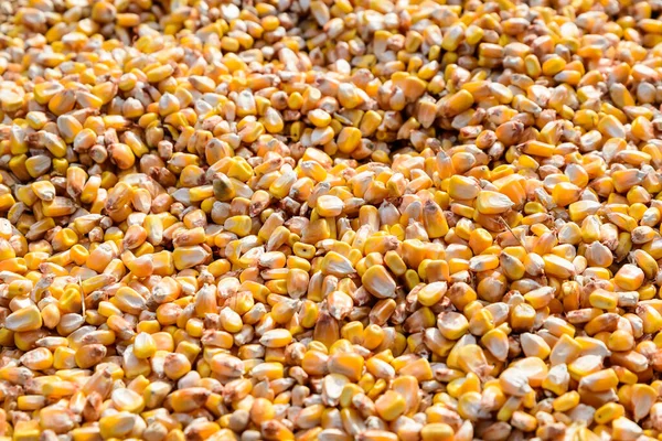 市場で販売するために表示され 動物のための食品として使用される乾燥トウモロコシの穀物の閉鎖は ソフトフォーカスで撮影しました — ストック写真