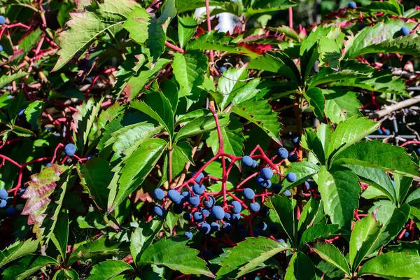 Antecedentes Com Muitas Folhas Verdes Grandes Bagas Azuis Planta Parthenocissus — Fotografia de Stock