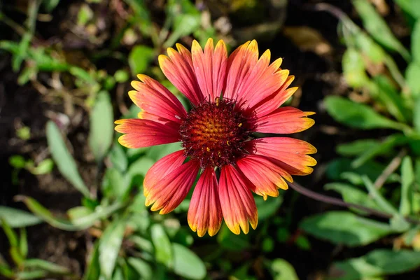 Eine Lebhafte Gelbe Und Rote Gaillardia Blume Allgemein Bekannt Als — Stockfoto