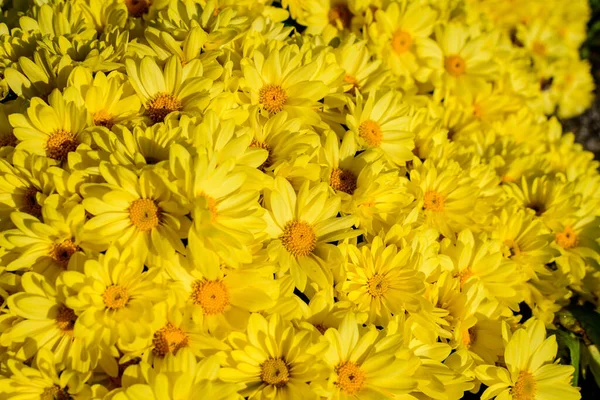 Many Vivid Yellow Chrysanthemum Morifolium Flowers Garden Sunny Autumn Day — Stock Photo, Image