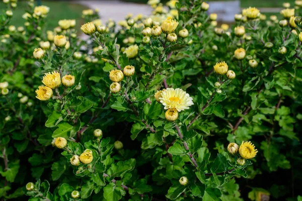 Muchas Flores Vívidas Crisantemo Morifolio Amarillo Blanco Pequeñas Flores Verdes — Foto de Stock