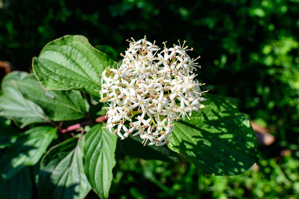 Biały Delikatny Kwiat Krzewu Cornus Alba Znany Jako Czerwony Szczekany — Zdjęcie stockowe