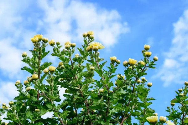 Viele Leuchtend Gelbe Chrysanthemum Morifolium Blüten Und Kleine Grüne Blüten — Stockfoto