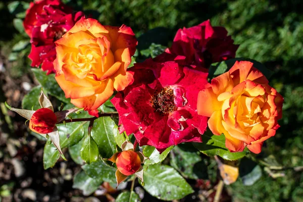 Muchas Rosas Naranjas Frescas Delicadas Hojas Verdes Jardín Día Soleado — Foto de Stock