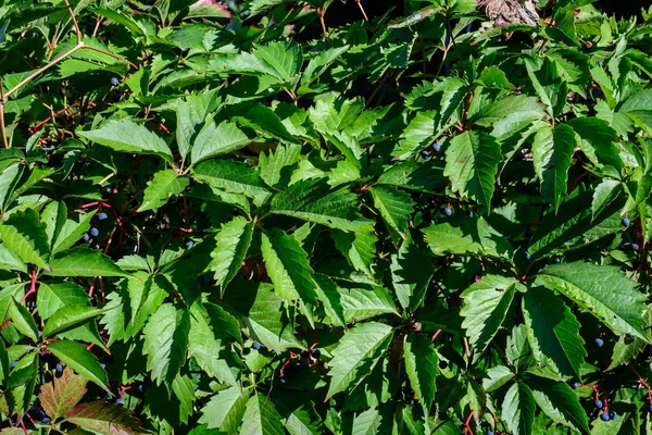 Antecedentes Com Muitas Folhas Verdes Grandes Bagas Azuis Planta Parthenocissus — Fotografia de Stock