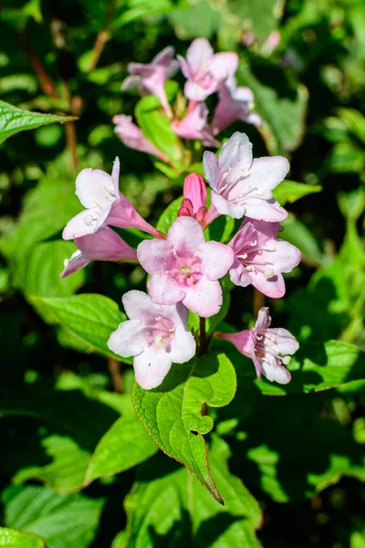 晴れた春の日に庭で満開の花を持つWeigelaフロリダ植物の多くの薄いピンクの花 柔らかい焦点で撮影された美しい屋外の花の背景 — ストック写真