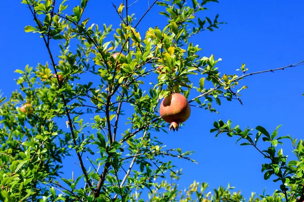 One small raw pomegranate fruit and green leaves in a large tree in direct sunlight in an orchard garden in a sunny summer day, beautiful outdoor floral background photographed with selective focus — Stock Image One Small Raw Pomegranate Fruit Green Leaves Large Tree Direct Royalty Free Stock Images