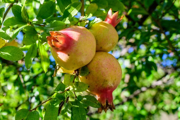 Many small raw pomegranate fruits and green leaves in a large tree in direct sunlight in an orchard garden in a sunny summer day, beautiful outdoor floral background photographed with selective focus — Stock Image Many Small Raw Pomegranate Fruits Green Leaves Large Tree Direct Stock Picture