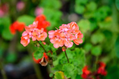 Sardunya, pelargonyum ya da leylek gagası olarak bilinen küçük canlı pembe Pelargonium çiçekleri ve bir yaz günü bir bahçede taze yeşil yapraklar.