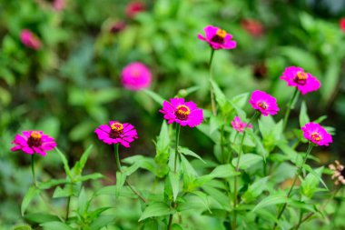 Bulanık yeşil arka planda çiçek açmış bir sürü güzel pembe zinya çiçeğini kapat, güneşli bir yaz gününde bahçedeki yumuşak bir odak ile fotoğraflanmış.