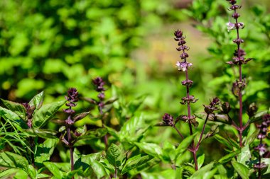 Güneşli bir yaz bahçesinde pek çok taze fesleğen yaprağı ve çiçek yumuşak bir odak ile fotoğraflanmış sağlıklı vegan otlar.