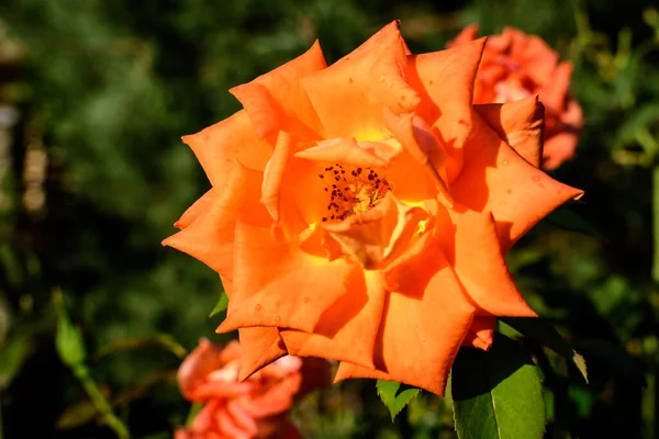 Jedna Velká Jemná Jasně Oranžová Růže Plném Květu Letní Zahradě — Stock fotografie