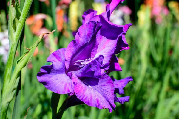 Close Uma Delicada Flor Gladiolus Púrpura Vívida Plena Floração Jardim — Fotografia de Stock