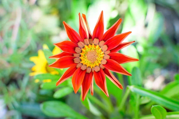 Ovanifrån Många Levande Röda Gazania Blommor Och Suddiga Gröna Blad — Stockfoto