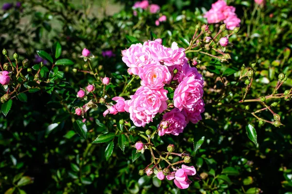 Wiele Dużych Delikatnych Żywych Róż Pełnym Rozkwicie Letnim Ogrodzie Bezpośrednim — Zdjęcie stockowe
