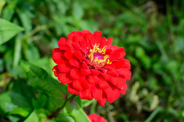 Zbliżenie Jednego Pięknego Czerwonego Kwiatu Cynku Pełnym Rozkwicie Rozmytym Zielonym — Zdjęcie stockowe