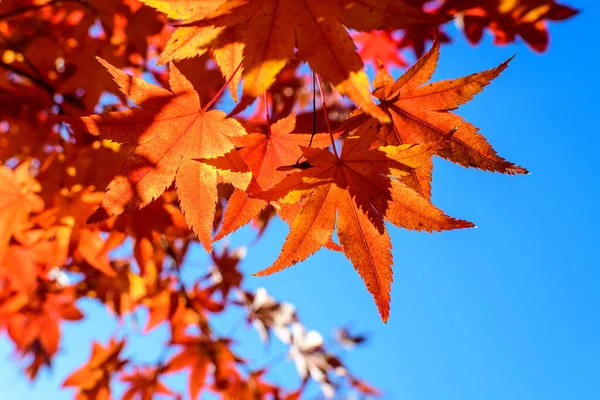Vivid red and orange leaves of Acer platanoides or Norway maple tree, towards clear blue sky in a garden during a sunny autumn day, beautiful outdoor background photographed with soft focus — Stock Image Vivid Red Orange Leaves Acer Platanoides Norway Maple Tree Clear Stock Photo