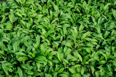 Sonbahar bahçesinde bir sürü canlı yeşil yapraklı doku, güzel tek renkli arka plan.