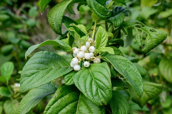 Fruits Délicats Blancs Cornus Alba Arbuste Connu Sous Nom Rouge — Photo