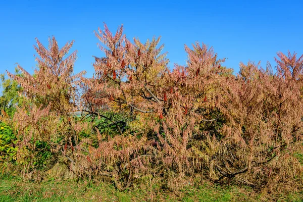 Minimalist Monochrome Background Large Red Orange Leaves Small Flowers Rhus — Stock Photo, Image