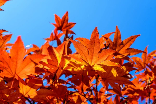 Vivid red and orange leaves of Acer platanoides or Norway maple tree, towards clear blue sky in a garden during a sunny autumn day, beautiful outdoor background photographed with soft focus — Stock Image Vivid Red Orange Leaves Acer Platanoides Norway Maple Tree Clear Royalty Free Stock Photos