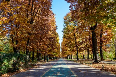 Romanya 'nın Bükreş kentindeki Herastrau Parkı' nda güneşli bir sonbahar gününde geniş yeşil ağaçlar ve uzun yürüyüş yollarıyla manzara