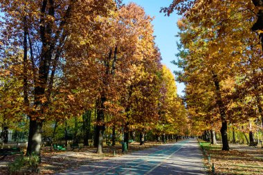 Romanya 'nın Bükreş kentindeki Herastrau Parkı' nda güneşli bir sonbahar gününde geniş yeşil ağaçlar ve uzun yürüyüş yollarıyla manzara