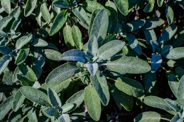 Fundo Monocromático Com Grandes Folhas Perenes Arbusto Salvia Officinalis Conhecido — Fotografia de Stock