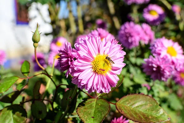 Vivido Fiore Rosa Chrysanthemum Morifolium Giardino Una Soleggiata Giornata Autunnale — Foto Stock