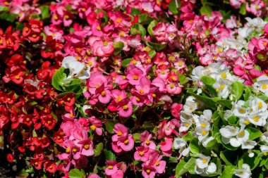 Güneşli bir yaz gününde bir bahçede taze taze bulunan pek çok canlı pembe begonya çiçeğinin üst görüntüsü, Begoniaceae ailesinde daimi çiçek açan bitkiler, doğrudan güneş ışığı altında canlı çiçek arkaplanı.