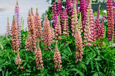 Lupinus 'un birçok pembe çiçeği, lupin ya da lupin olarak bilinir, güneşli bir bahar bahçesinde tam çiçeklenme ve yeşil çimlerde, güzel açık hava çiçekli arka planda yumuşak bir odak ile fotoğraflanmıştır.