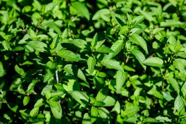 Taze yeşil nane ya da mentha, aynı zamanda Mentha balsamea yaprakları olarak da bilinir. Güneşli bir yaz gününde, organik otlar bahçesinde.