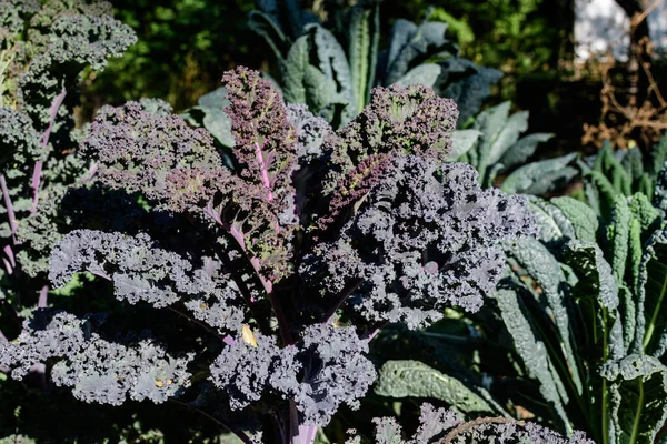 Large Group Fresh Green Leaves Kale Leaf Cabbage Organic Garden — Stock Photo, Image