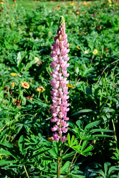 Närbild Levande Röda Blommor Lupinus Allmänt Känd Som Lupin Eller — Stockfoto
