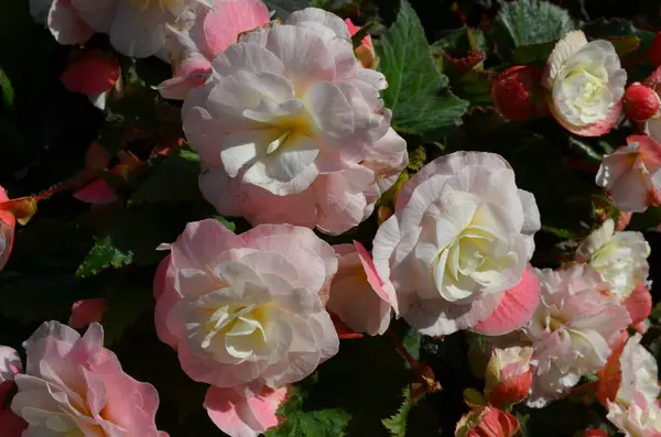 Vista Superior Muchas Flores Begonia Rosadas Vívidas Con Hojas Frescas —  Fotos de Stock