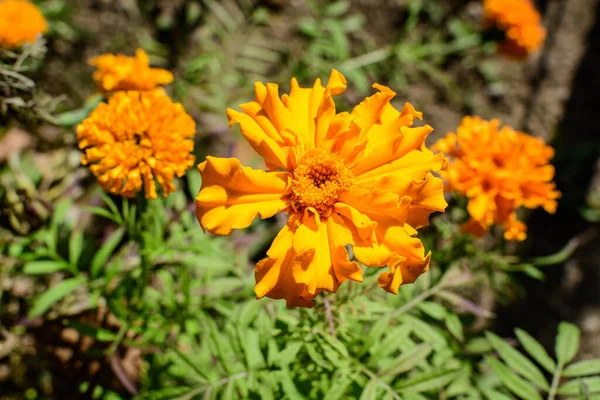 Egy Narancs Virág Tagetes Vagy Afrikai Körömvirág Egy Kertben Egy — Stock Fotó