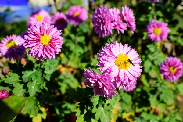 Een Levendige Roze Chrysant Morifolium Bloem Een Tuin Een Zonnige — Stockfoto