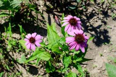 Yumuşak odaklı pembe ekinezya çiçekleri güneşli bir yaz gününde organik otlar bahçesinde.