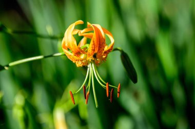 Canlı turuncu günlük zambak, Lilium ya da Lily, güneşli bir yaz gününde İngiliz kır evindeki bahçeye çiçek dikerler. Açık hava arka planında yumuşak odaklı güzel bir fotoğraf çekilmiştir.