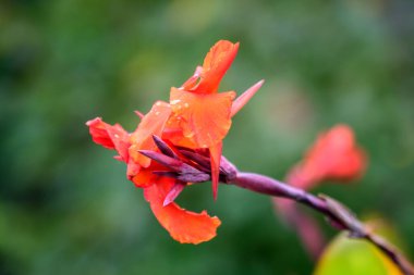 Canna indica 'nın kırmızı çiçekleri, genellikle kızılderili iğnesi olarak bilinir, Afrika armut kökü, yenilebilir kanat, mor ok kökü veya Sierra Leone ok kökü, yumuşak odak noktasında, güneşli bir yaz gününde, bir bahçede