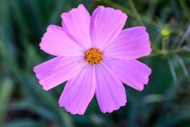 Güneşli bir yaz gününde, İngiliz kır evi tarzında bir bahçede, Cosmos 'un narin pembe çiçekleri, açık hava çiçekleri, yumuşak odak ile çekilmiş fotografları.