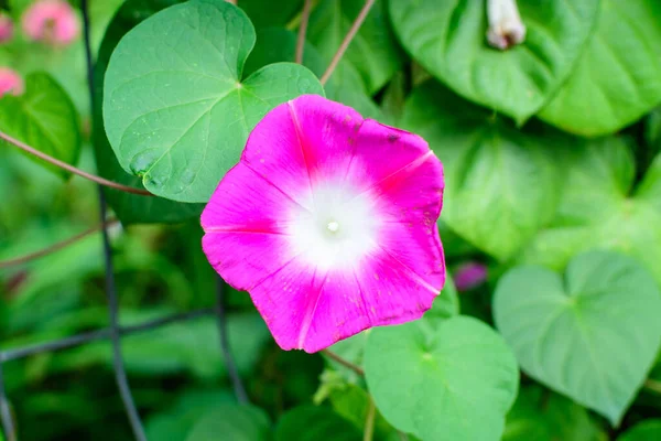 Une Délicate Fleur Rose Vif Gloire Matin Plante Dans Jardin — Photo