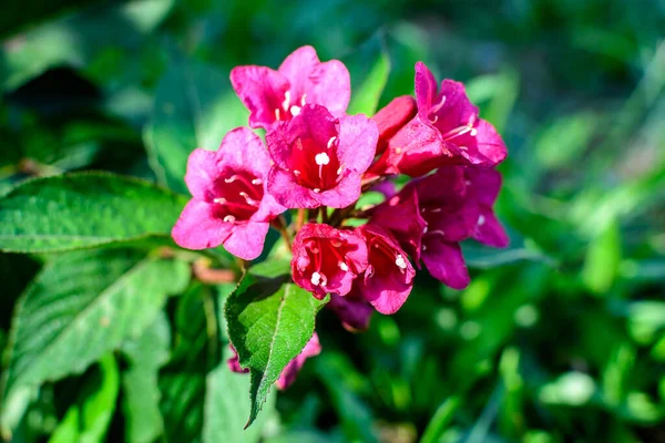 Many Vivid Pink Magenta Flowers Weigela Florida Plant Flowers Full — Stock Photo, Image