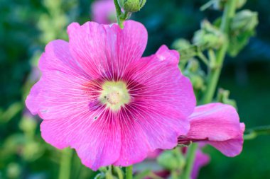 Althaea officinalis bitkisinin narin pembe çiçekleri, genellikle bir İngiliz kır evinin bahçesinde marsh-mallow olarak bilinir güneşli bir yaz gününde, güzel bir açık hava çiçek arka planında.
