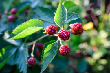 Güneşli bir yaz gününde, bir bahçede, böğürtlen çalılarının pek çok küçük kırmızı meyvesi yumuşak bir odak ile çekilmiş güzel bir açık hava çiçek arka planı.
