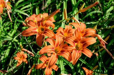 Lilium ya da Lily 'nin pek çok küçük turuncu çiçeği, güneşli bir yaz gününde İngiliz kır evlerinin bahçesinde çiçek yetiştirir. Açık hava çiçeklerinin arka planında, yumuşak bir odak noktasıyla çekilir.