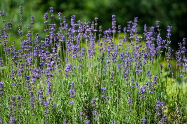 İngiltere, İskoçya 'da güneşli bir yaz gününde birçok küçük mavi lavanta çiçeği seçici bir odak noktası, güzel bir açık hava çiçek arka planıyla
