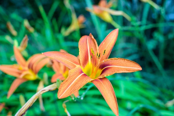 Sok Kis Élénk Narancssárga Virágok Lilium Vagy Lily Növény Egy — Stock Fotó